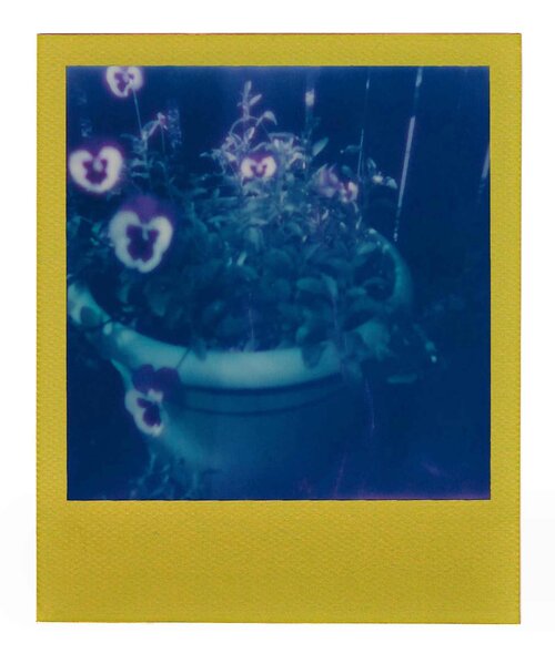 Viola Tricolor Var (No. 2)